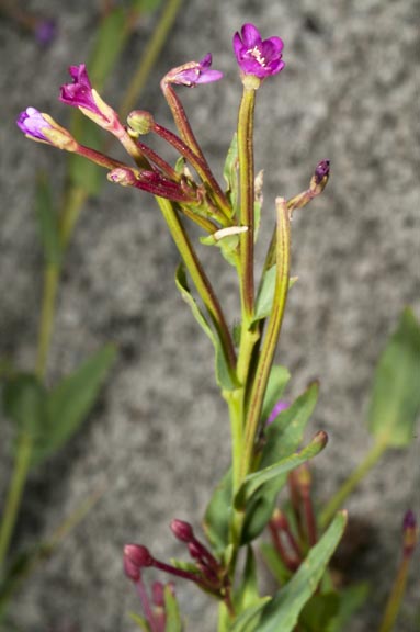 epilobium anagallidifolium 1 graphic